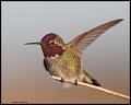 _5SB0292 annas hummingbird